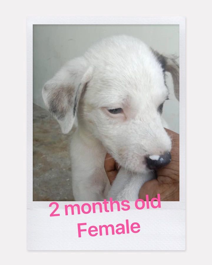 Sharing Post For Letchumi. Pups For Adoption Locat..