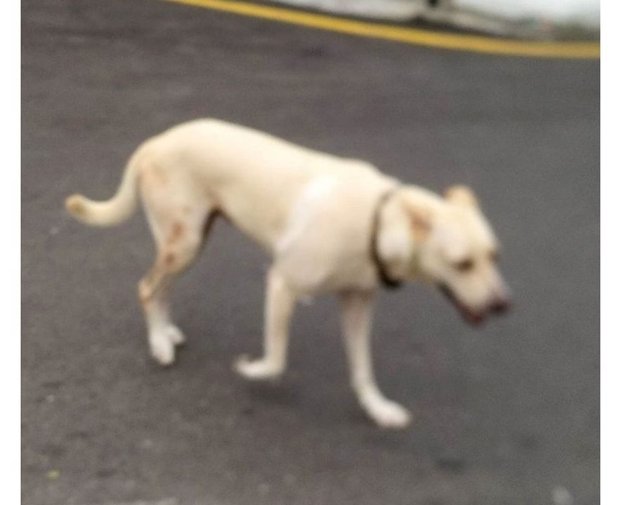 This Dog Seen Wandering Around Nagor Road, New Wor..