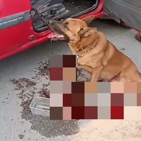 Dog Dragged Behind Car In Pd Dies, Alleged Culprit Arrested