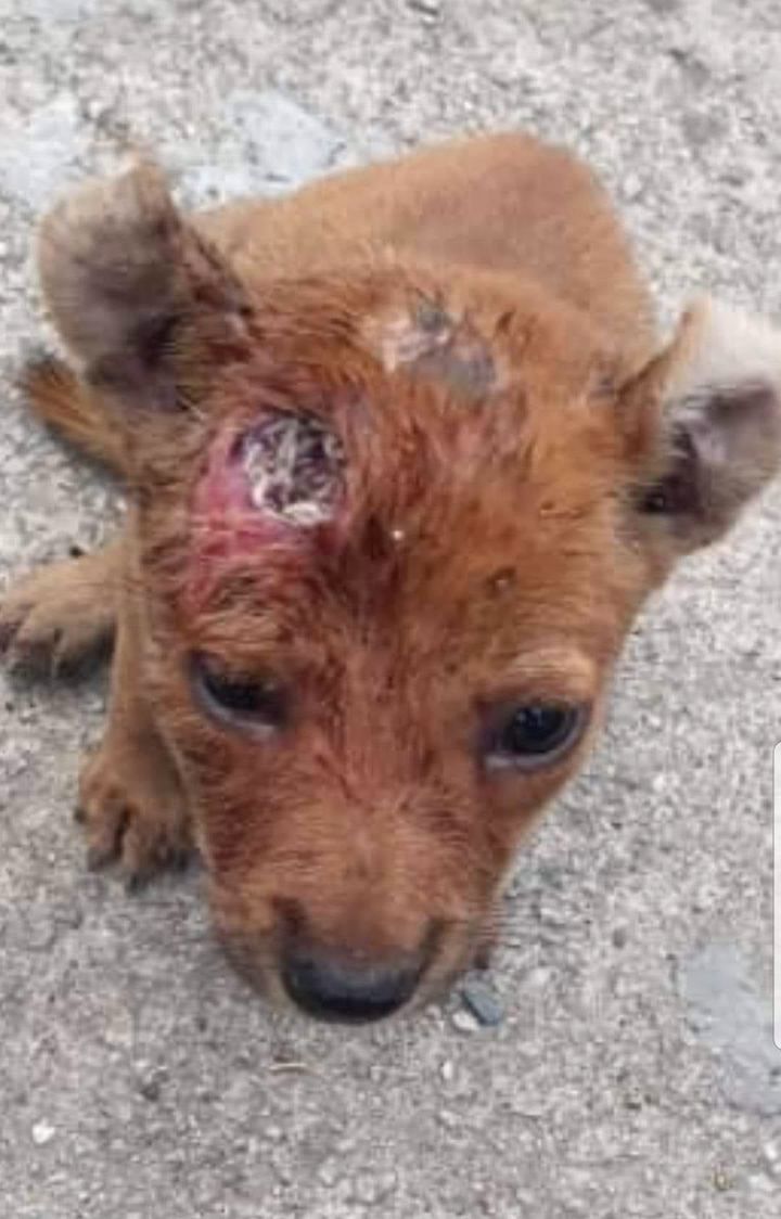 Received Sad News That Maggot Head Puppy Died Due .., Malaysian Dogs  Deserve Better
