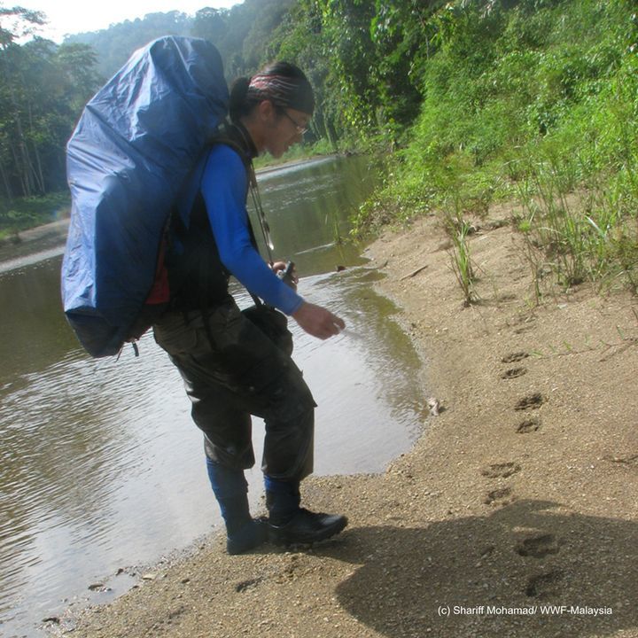 Its Globaltigerday This Month, So Were Sharing The..