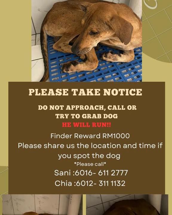 There Is A Lost Dog At Ss15. Please Help To Spot T..