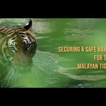 Securing A Safe Haven For The Malayan Tiger