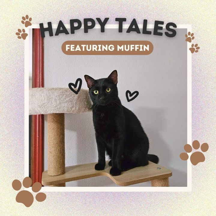 Muffin Was One Of The Longest-Staying Cats At Spca..