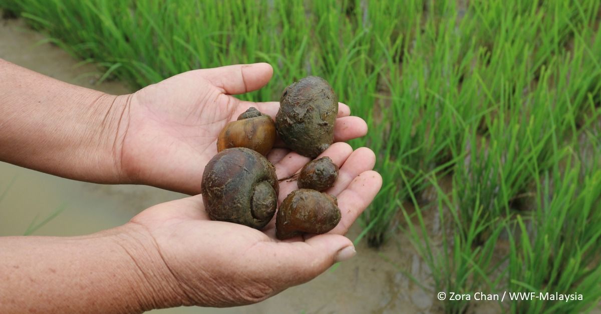 Dyk One Of The Pests To Rice Farming In Ba Kelalan..