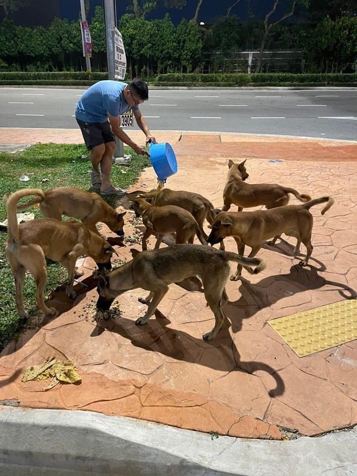 Sc, Who Is Feeding 10 Dogs Somewhere In Pj Needs H..