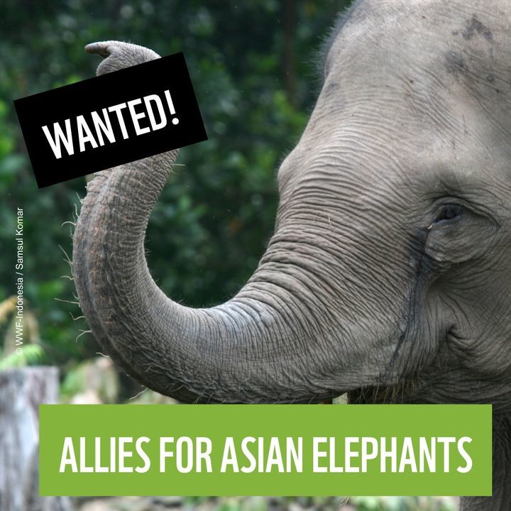 Asian Elephants Are In Need Of Allies What Can We ..