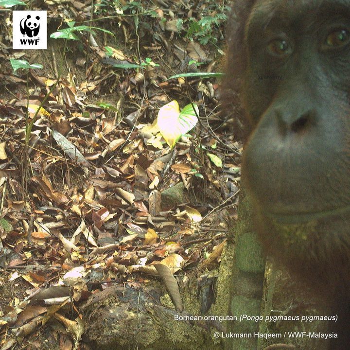 Pee-Ka-Boo. Exciting News Orangutan Photos From Gu..