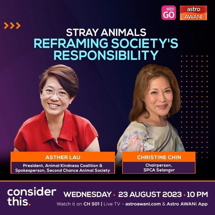 Let’s Watch This Interview On Stray Reframing Soci..
