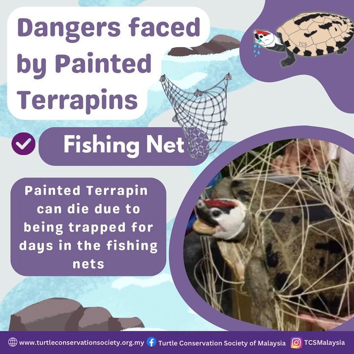 Fishing Nets Are A Hazard To Painted Terrapins, As..