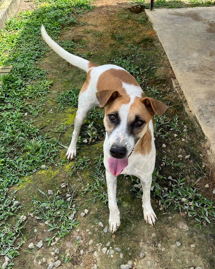 34 Tina Female 1 Year Old Brown White. Tina Is A L..