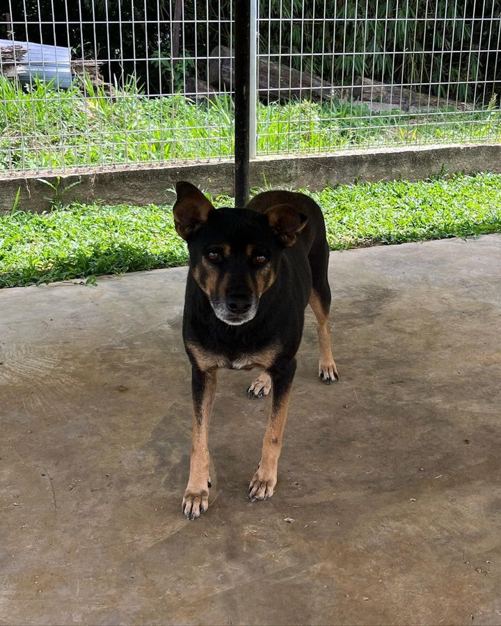 30 Nancy Female 9 Years Old Black Tan. Another Shy..