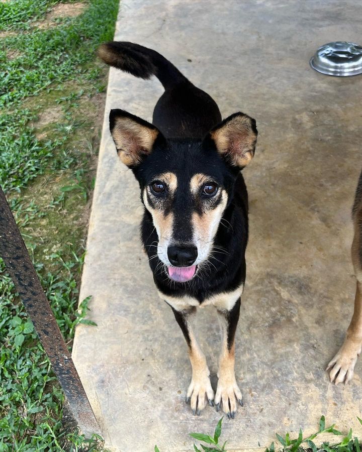 38 Cassie Female 7 Years Old Brown Tan. Cassie Is ..