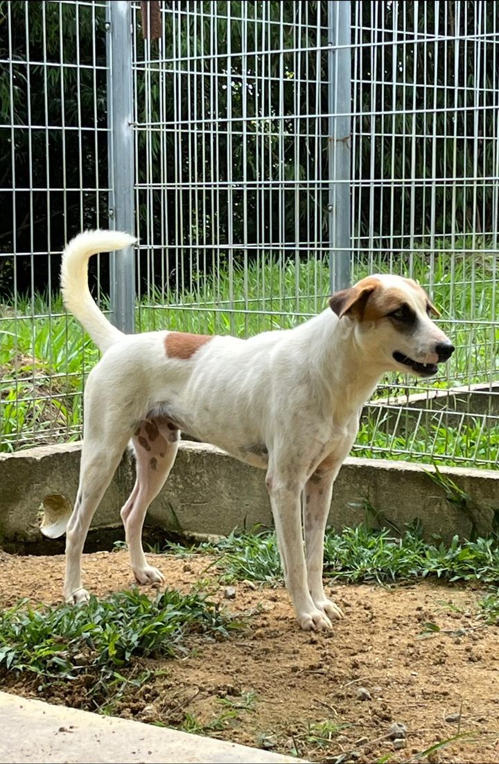 41 Tito Male 6 Years Old White Brown. Tito Is One ..
