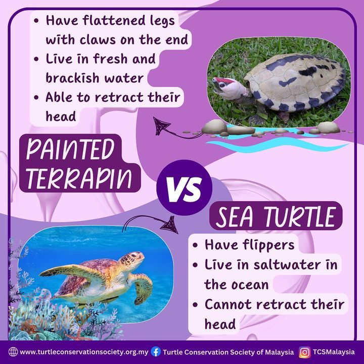 Do You Know The Difference Between Painted Terrapi..