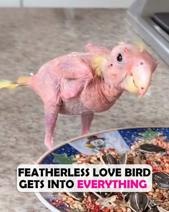 Featherless Bird Lost All Hope From Disease, Now He Sings Every Morning