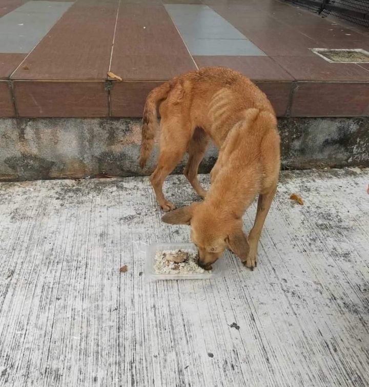 Sos. Spotted This Skinny Little Pup.always Alone A..