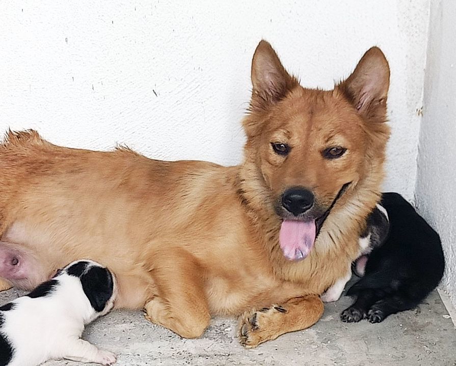 Meet This Incredible Rescue Mommy Dog. She’s Not J..