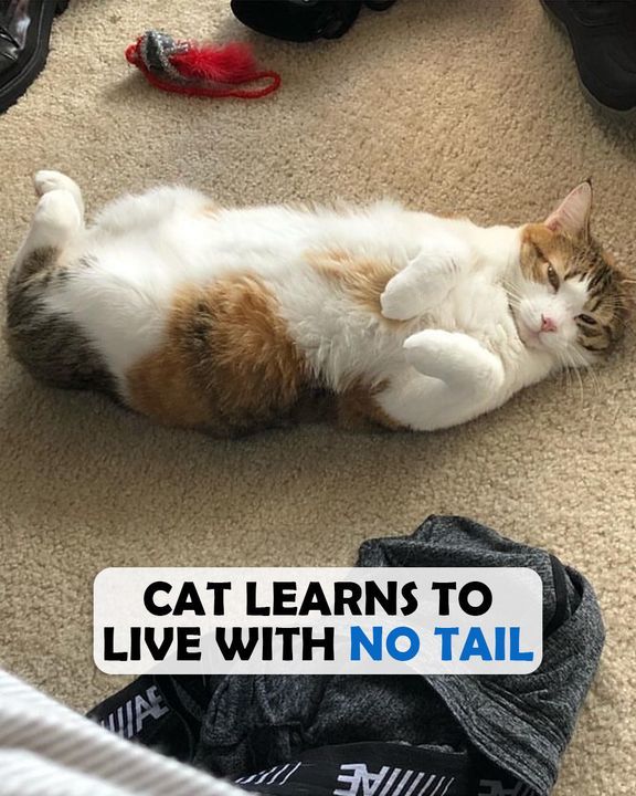 Woman Helps Shy Cat With No Tail Find Confidence