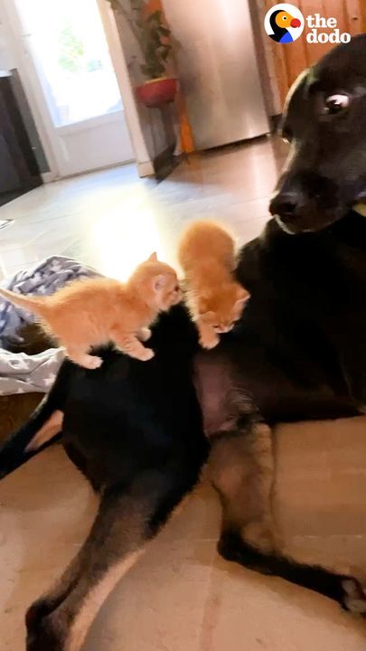 Kittens Choose Awkward Dog To Be Their Big Brother