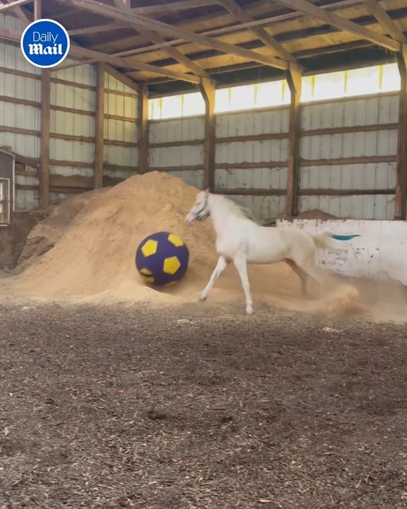 Impatient Horse Can’t Wait To Play With Giant Ball