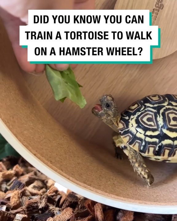Teaching My Baby Tortoise To Use A Hamster Wheel ðŸ¢