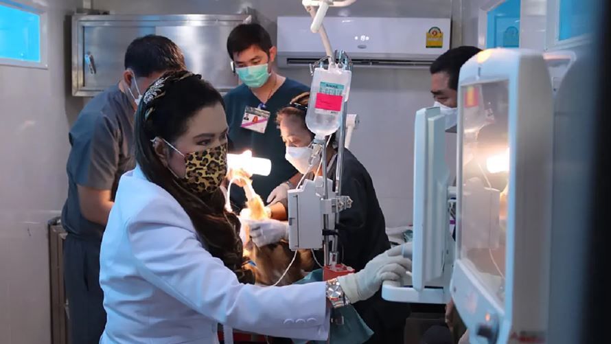 Soi Dog’s Bangkok Team Joins Royal Rabies Event. S..