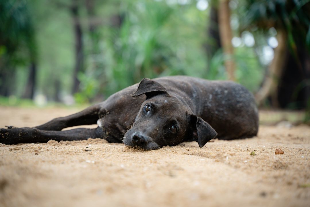 Found All Alone On A Beach, Unable To Walk Or Fend..