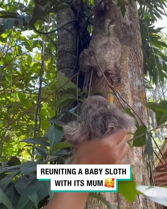 Reuniting A Baby Sloth With Its Mum ðŸ¦¥