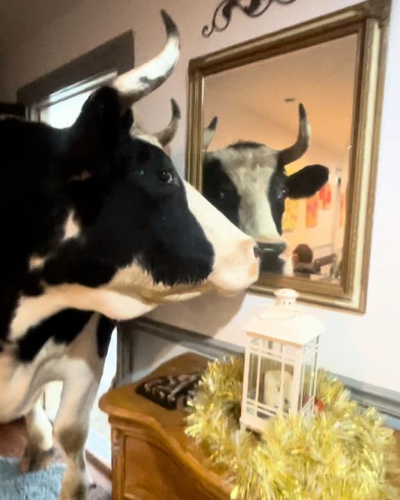 Huge Bull Takes A Peek Inside The House ðŸ‚