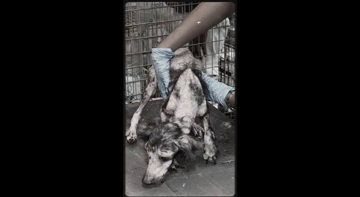 Cederakan Anjing : Orang Tua Diheret Ke Mahkamah