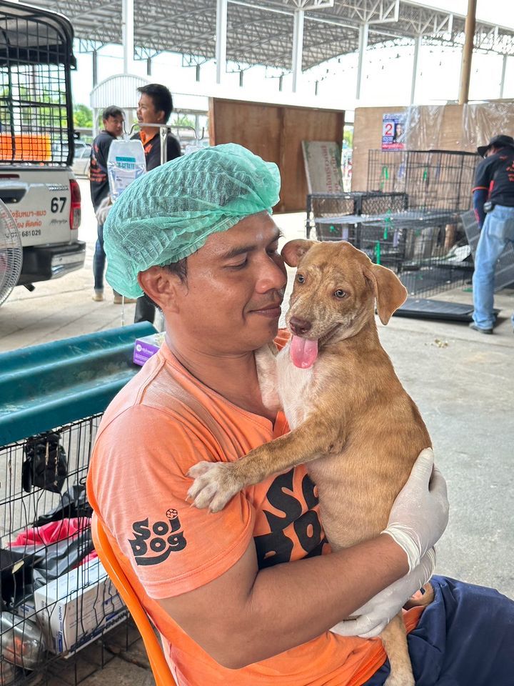 Drumroll, Please. Soi Dog Has Officially Spayed/ne..