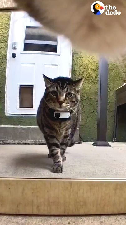 Cat’s Gopro Footage Reveals His Secret Life