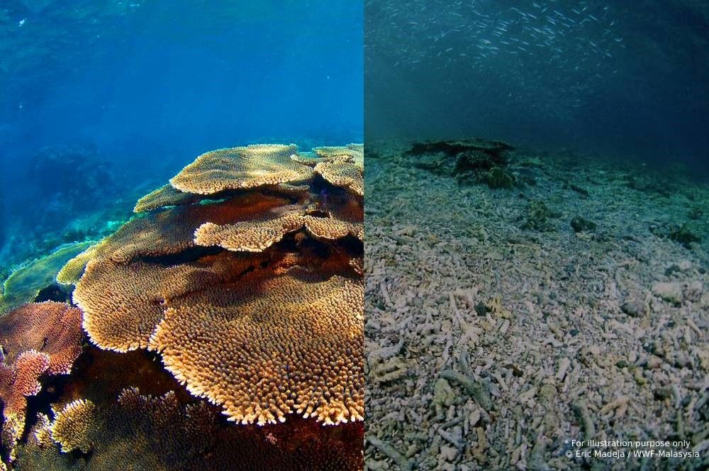 Tun Mustapha Park’s Coral Restoration Project Is A..