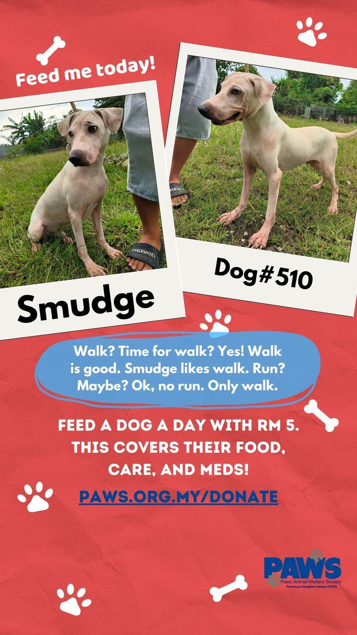 Rm 5 Covers A Dog’s Food, Care, And Meds For A Day..