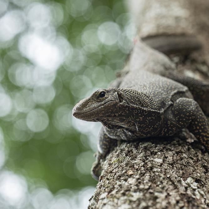 Monitor Lizards â€” More Than Just F1 Track Crashers And Sewer Dwellers