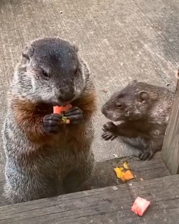 Cheeky Groundhog Steals Veggies From Garden. Now He Has Breakfast Dates Every Morning