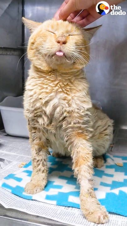 Scruffy Shelter Cat Turns Into A Little Lion