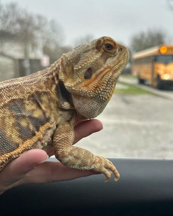 Bossy Lizard Uses Head Bopping To Talk To Owner