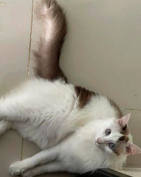 Missing Cat, Greenlane Area, Kindly Contact This N..