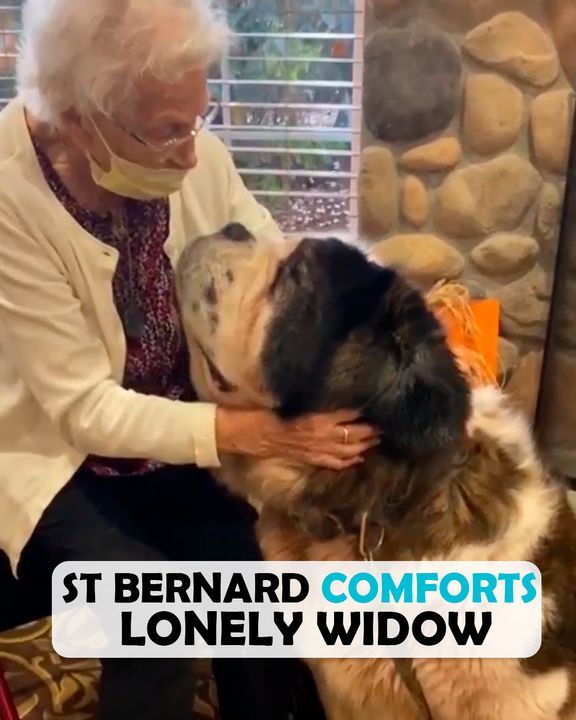 This Saint Bernard Found A Soulmate In An Elderly Lady