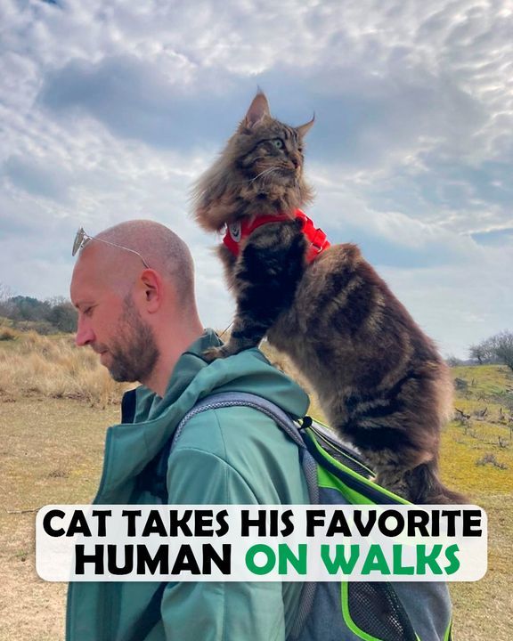 Fearless Cat Goes On Adventures With His Favorite Human Everyday