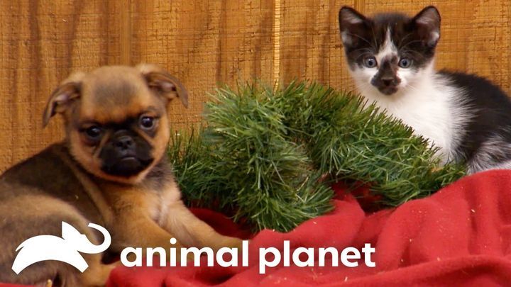 Happy Holidays From Precious Puppies And Cute Kittens | Too Cute!