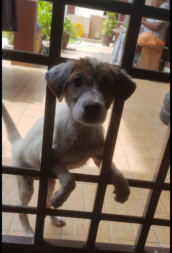 For Adoption. Male Puppy Found Under The Car And H..