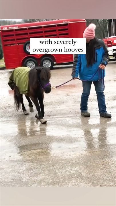 Rescued Mini Horse’s Transformation At The Gentle Barn