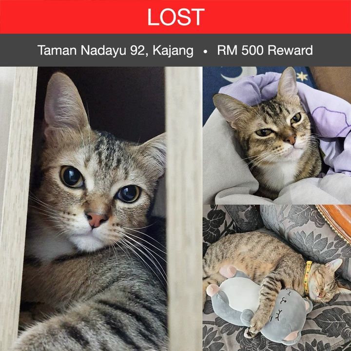 Lost Natsu Was Last Seen At Taman Nadayu 92, Kajan..