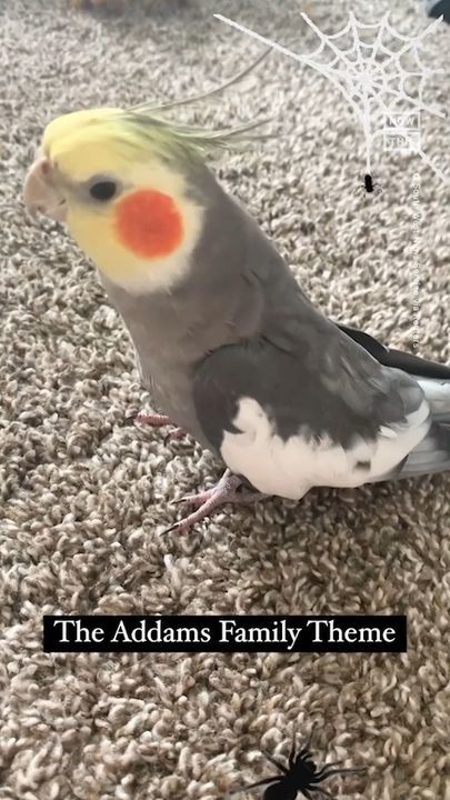 Cockatiel Goes Viral For Expertly Whistling Famous Tunes
