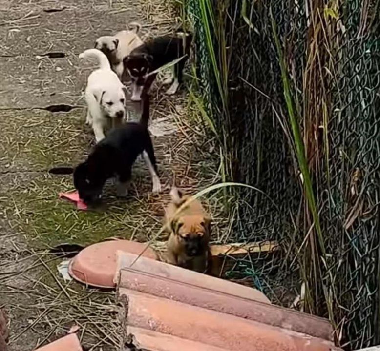 Urgent Help Needed. Mama Dog With Puppies In Sun A..
