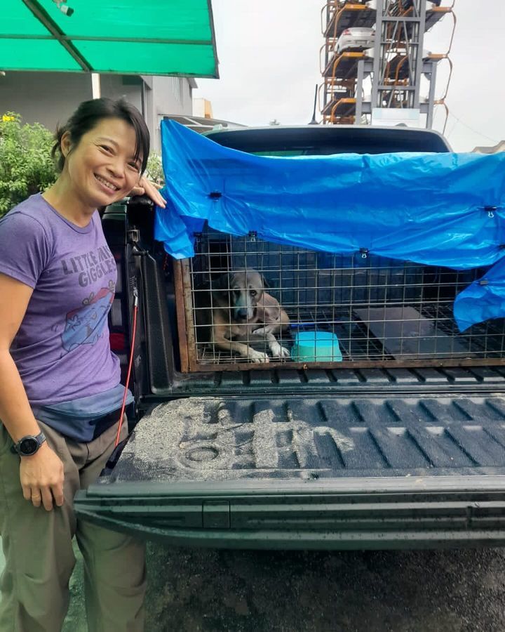 This Male Dog Fed By Lynette In Puchong Was Caught..