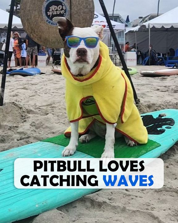 Pitbull Finds New Lease On Life And Becomes A Surfing Star